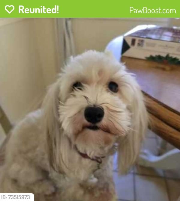 Reunited Female Dog last seen Kingwood Drive and Trailwood Village Dr, Humble, TX 77339