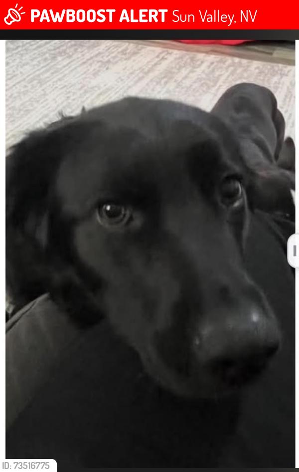 Lost Male Dog last seen 4th steet, Sun Valley, NV 89433