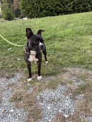 Reunited Male Dog last seen Queen St Hendersonville, NC 28792, Hendersonville, NC 28792