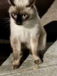 Found/Stray Unknown Cat last seen Harway Avenue and Bay 46th, Brooklyn, NY 11214