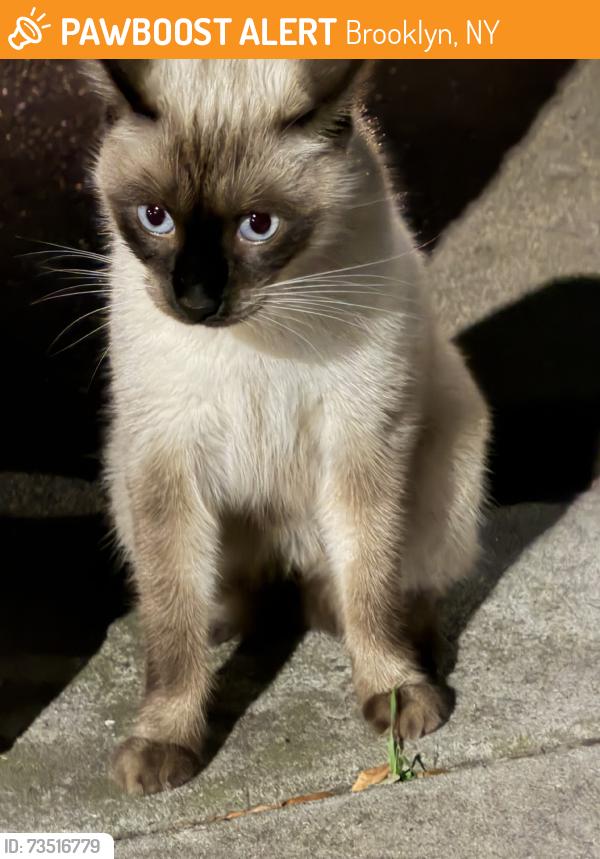 Found/Stray Unknown Cat last seen Harway Avenue and Bay 46th, Brooklyn, NY 11214