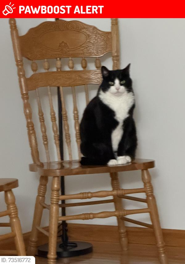 Lost Male Cat last seen Buno. Winstead, Brighton Township, MI 48114