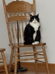 Lost Male Cat last seen Buno. Winstead, Brighton Township, MI 48114