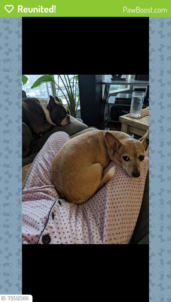 Reunited Female Dog last seen Wales st and 50th Ave, Vancouver, BC V5S 1N6