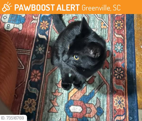 Found/Stray Female Cat last seen Rebecca and Dime, Greenville, SC 29607