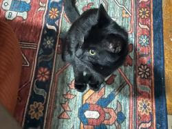 Found/Stray Female Cat last seen Rebecca and Dime, Greenville, SC 29607