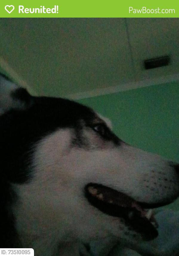 Reunited Male Dog last seen By the fire station and MLK park, Ocala, FL 34475