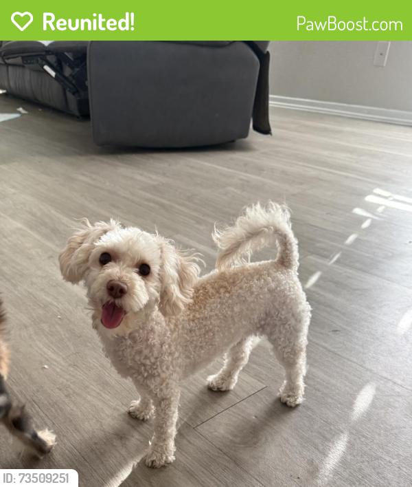Reunited Female Dog last seen Near crestdale dr, Houston, TX 77080
