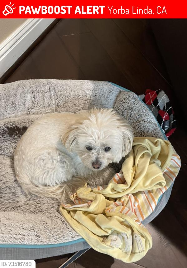 Lost Male Dog last seen Near Seabiscuit Run, Yorba Linda, CA 92886