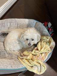 Lost Male Dog last seen Near Seabiscuit Run, Yorba Linda, CA 92886