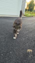 Reunited Unknown Cat last seen Scouts Rd, Quinton, VA 23141