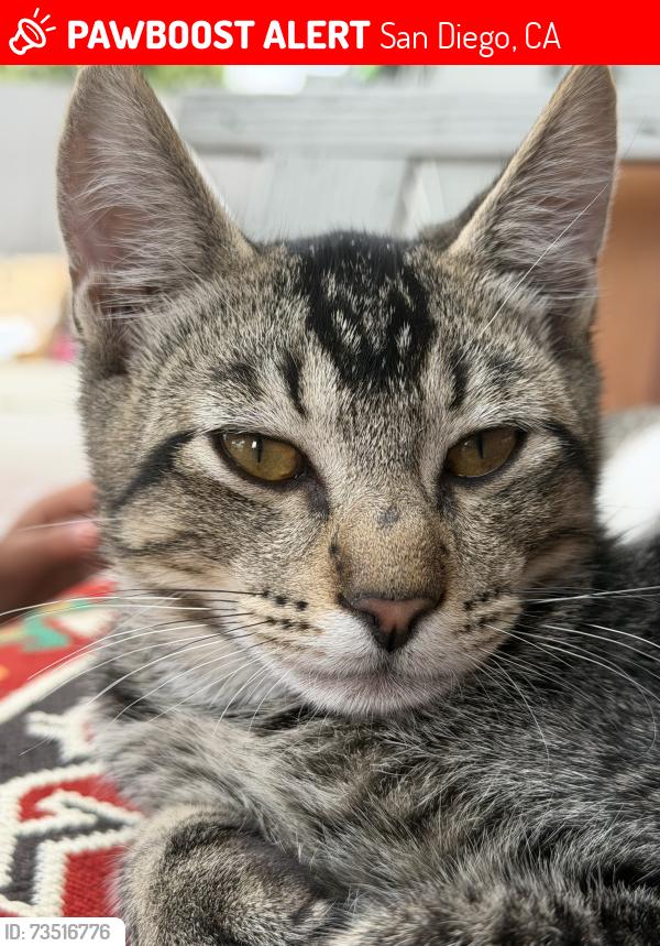 Lost Male Cat last seen Near Boren St, San Diego, CA 92115