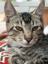 Lost Male Cat last seen Near Boren St, San Diego, CA 92115