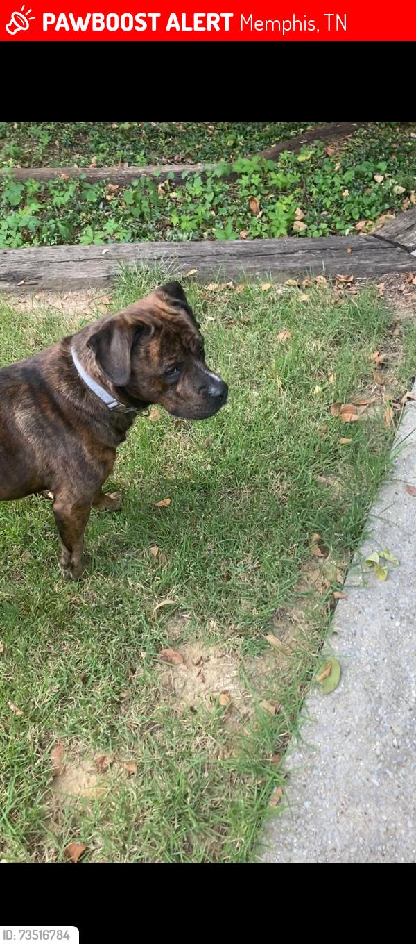 Lost Male Dog last seen Dexter Avenue, Memphis, Tn, Usa, Memphis, TN 38108