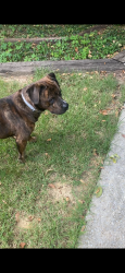 Lost Male Dog last seen Dexter Avenue, Memphis, Tn, Usa, Memphis, TN 38108
