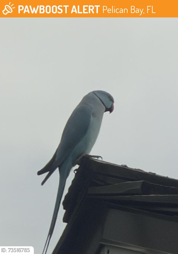 Found/Stray Unknown Bird last seen Gumbo Limbo, Pelican Bay, FL 34108