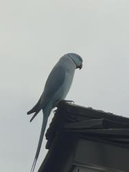 Found/Stray Unknown Bird last seen Gumbo Limbo, Pelican Bay, FL 34108
