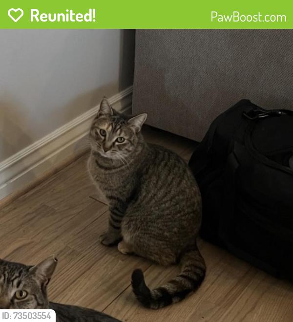 Reunited Female Cat last seen Near E 4025 S, Millcreek, UT 84124, Millcreek, UT 84124