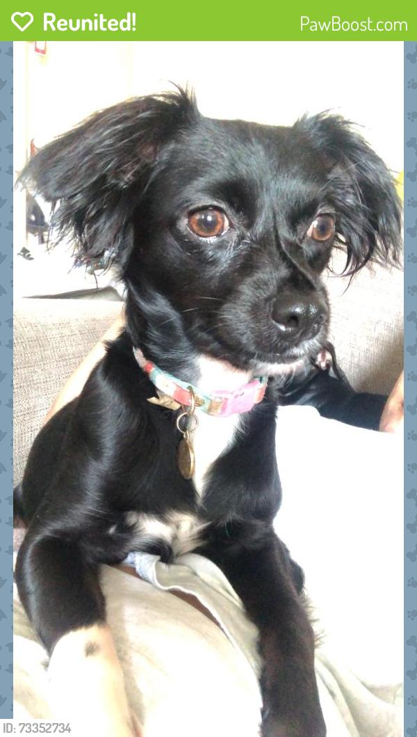 Reunited Female Dog last seen Near Mont Clair St, Los Angeles, CA 90018, USA, Los Angeles, CA 90018