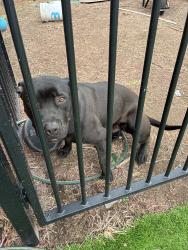 Found/Stray Unknown Dog last seen Margaret Street, Silkstone, QLD 