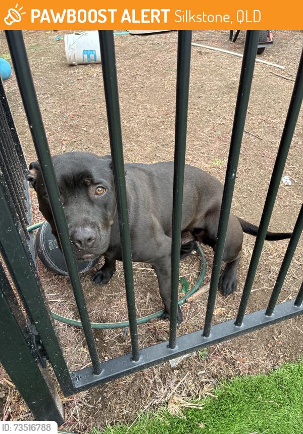 Found/Stray Unknown Dog last seen Margaret Street, Silkstone, QLD 
