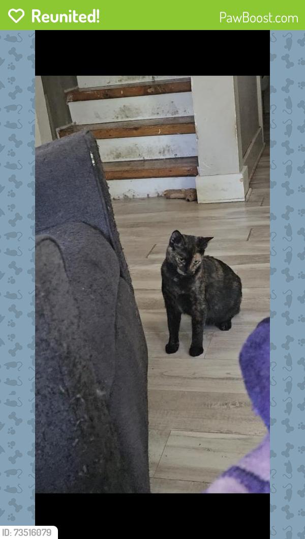 Reunited Female Cat last seen Blakeslee Street and Douglas, Kalamazoo, MI 49006