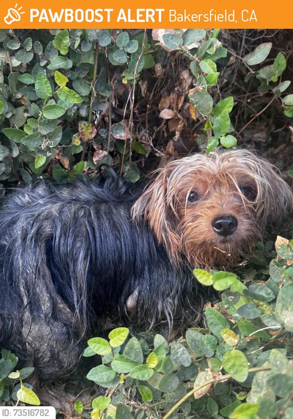 Found/Stray Male Dog last seen Rubicon and charbay, Bakersfield, CA 93314