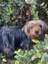 Found/Stray Male Dog last seen Rubicon and charbay, Bakersfield, CA 93314