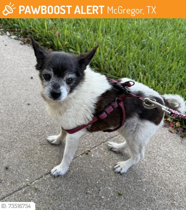 Found/Stray Unknown Dog last seen Between TFNB and the school on Bosque lane, McGregor, TX 76657