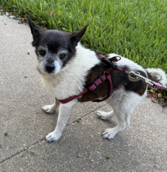 Found/Stray Unknown Dog last seen Between TFNB and the school on Bosque lane, McGregor, TX 76657