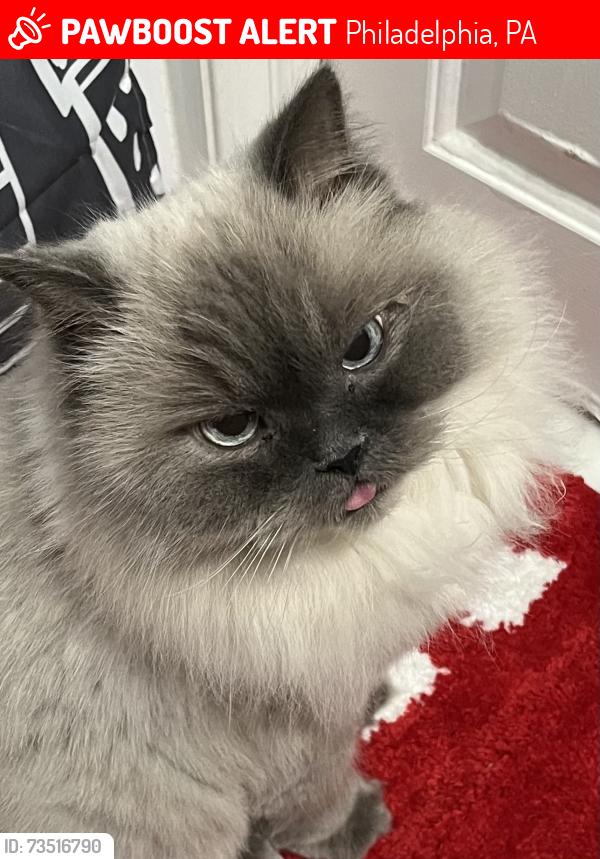 Lost Male Cat last seen 9th&Johnston Street, Philadelphia, PA 19148