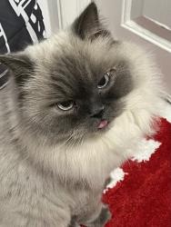 Lost Male Cat last seen 9th&Johnston Street, Philadelphia, PA 19148