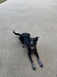 Found/Stray Female Dog last seen Westminister St. Springdale, AR, Springdale, AR 72764