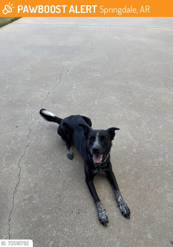 Found/Stray Female Dog last seen Westminister St. Springdale, AR, Springdale, AR 72764