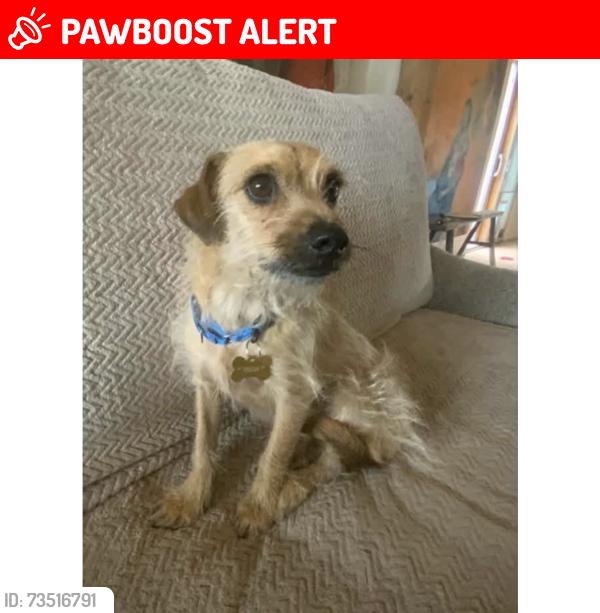 Lost Male Dog last seen Rio Grande and Green Valley Rd NW, Los Ranchos de Albuquerque, NM 87107