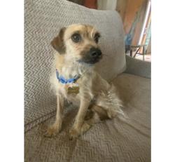 Lost Male Dog last seen Rio Grande and Green Valley Rd NW, Los Ranchos de Albuquerque, NM 87107