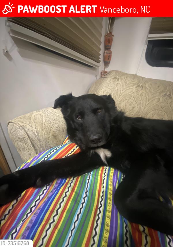 Lost Male Dog last seen Near rin st ave vanceboro NC, Vanceboro, NC 28586