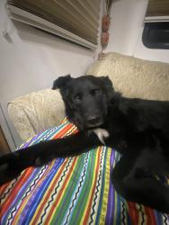 Lost Male Dog last seen Near rin st ave vanceboro NC, Vanceboro, NC 28586