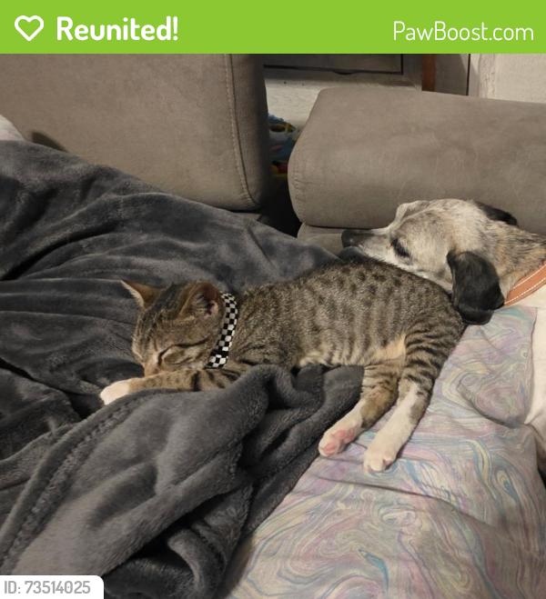Reunited Male Cat last seen 2430-2432 Cleveland Street, Hollywood, FL 33020