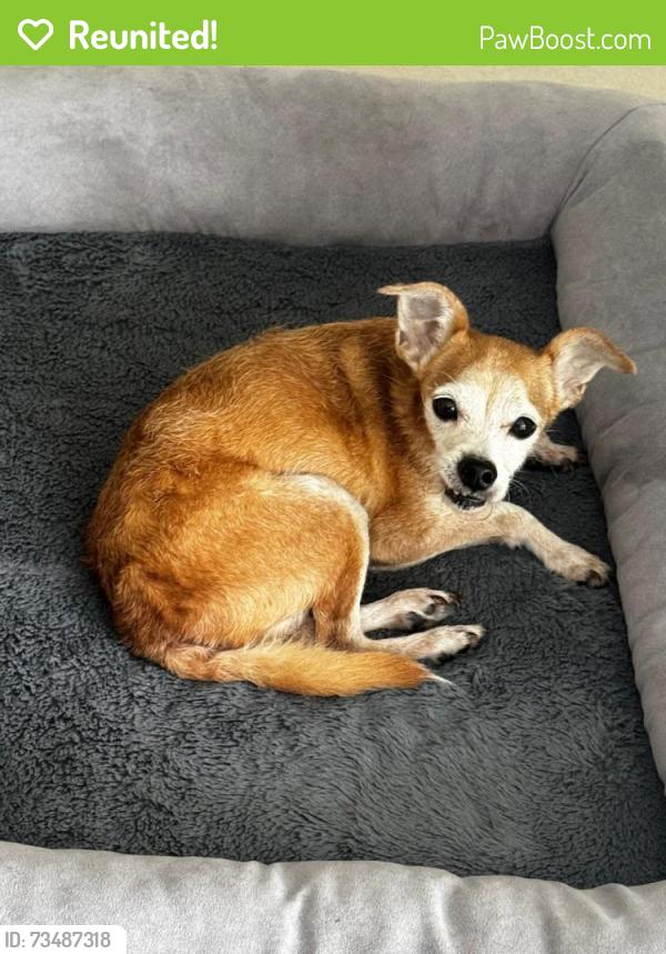 Reunited Male Dog last seen Cordova and Almeira, Coral Gables, FL 33134
