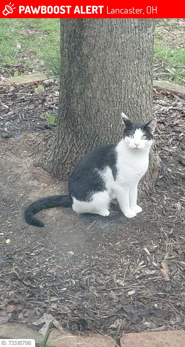 Lost Male Cat last seen Tarkiln rd in rustic ridge park, Lancaster, OH 43130