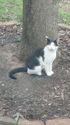 Lost Male Cat last seen Tarkiln rd in rustic ridge park, Lancaster, OH 43130