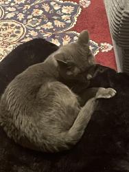 Reunited Female Cat last seen Green hill crossing drive, Haymarket, VA 20169