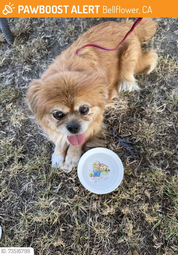 Found/Stray Unknown Dog last seen Bellflower, somerset, Bellflower, CA 90706