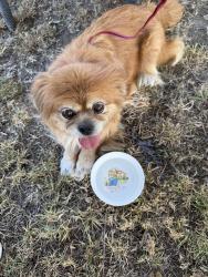 Found/Stray Unknown Dog last seen Bellflower, somerset, Bellflower, CA 90706