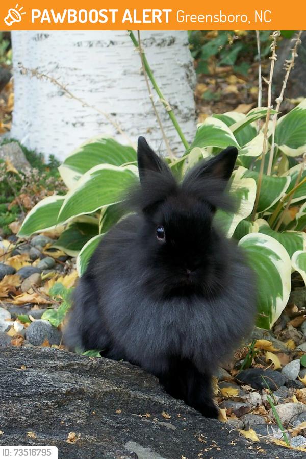Found/Stray Unknown Rabbit last seen Westminster between Rockwood and Gracewood, Greensboro, NC 27410
