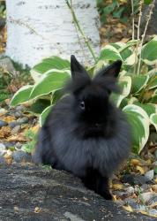 Found/Stray Unknown Rabbit last seen Westminster between Rockwood and Gracewood, Greensboro, NC 27410