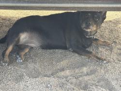 Reunited Unknown Dog last seen S Apache Rd, Buckeye, AZ 85326, USA, Buckeye, AZ 85326