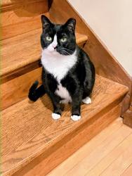 Lost Female Cat last seen Near Park Dr, Boiling Springs, PA near the Boiling Springs Animal hosp, Boiling Springs, PA 17007
