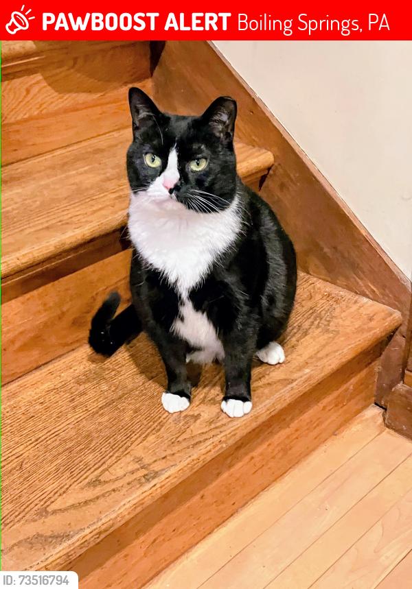 Lost Female Cat last seen Near Park Dr, Boiling Springs, PA near the Boiling Springs Animal hosp, Boiling Springs, PA 17007